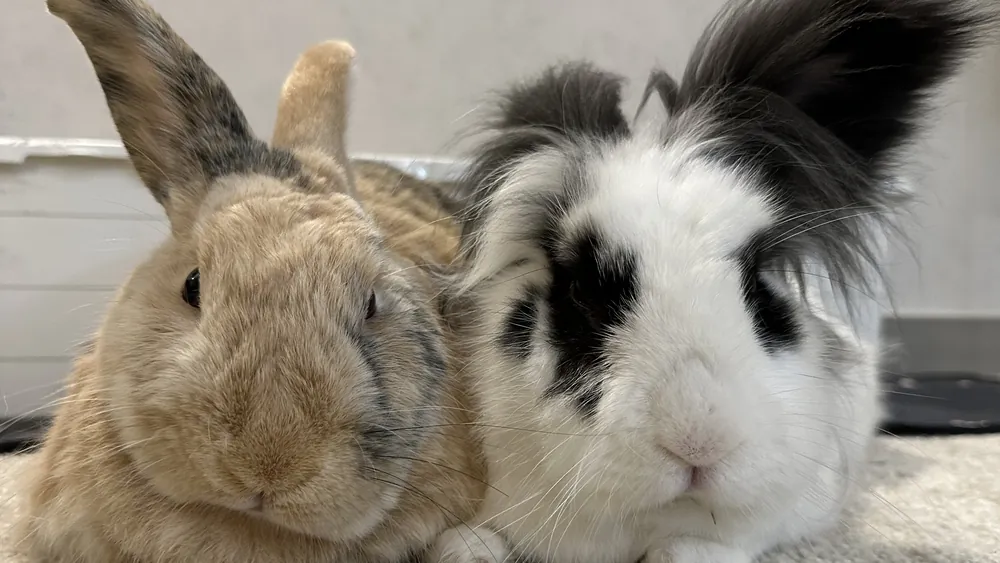 Panda and Peanøtt